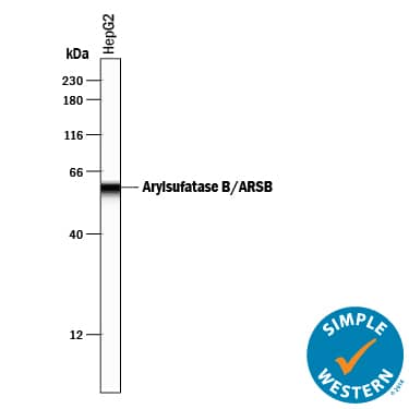 Detection of Human Arylsulfatase B/ARSB antibody by Simple WesternTM.
