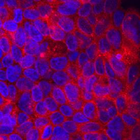 Attractin antibody in HepG2 Human Cell Line by Immunocytochemistry (ICC).