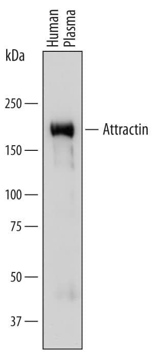 Detection of Human Attractin antibody by Western Blot.