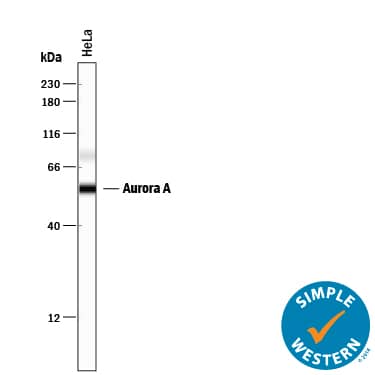 Detection of Human Aurora A antibody by Simple WesternTM.