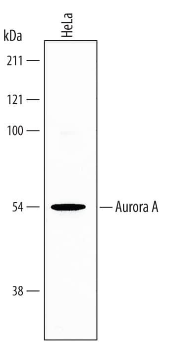 Detection of Human Aurora A antibody by Western Blot.