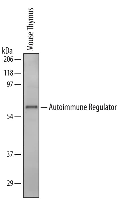 Detection of Mouse Autoimmune Regulator/AIRE antibody by Western Blot.