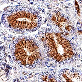 Axl antibody in Human Stomach by Immunohistochemistry (IHC-P).