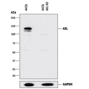 Western Blot Shows Human Axl Antibody Specificity by Using Knockout Cell Line.