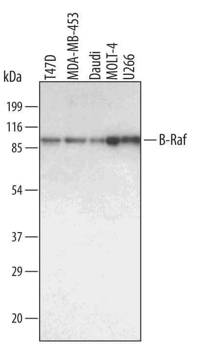 Detection of Human B-Raf antibody by Western Blot.