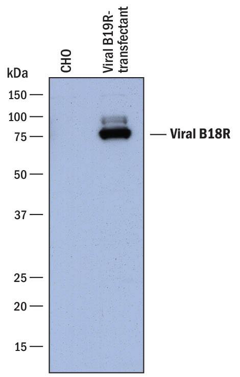 Detection of Viral B18R antibody by Western Blot.