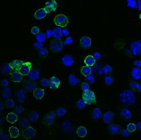 B220/CD45R antibody in Mouse Splenocytes by Immunocytochemistry (ICC).