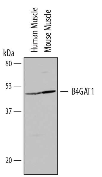 Detection of Human and Mouse  beta-1,4-Glucuronyltransferase 1/B4GAT1 antibody by Western Blot.