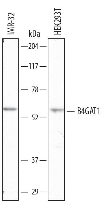 Detection of Human  beta-1,4-Glucuronyltransferase 1/B4GAT1 antibody by Western Blot.