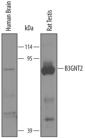 Detection of Human and Rat  beta-1,3-N-acetylglucosaminyl-transferase 2/B3GNT2 antibody by Western Blot.