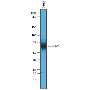 Detection of Human B7-1/CD80 antibody by Western Blot.