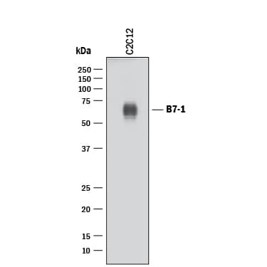 Detection of Mouse B7-1/CD80 antibody by Western Blot.