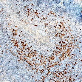 B7-1/CD80 antibody in Human Tonsil by Immunohistochemistry (IHC-P).