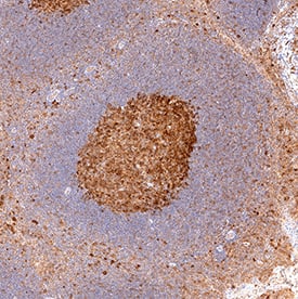 B7-2/CD86 antibody in Human Tonsil by Immunohistochemistry (IHC-P).