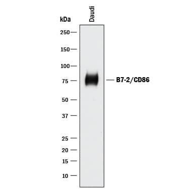 Detection of Human B7-2/CD86 antibody by Western Blot.