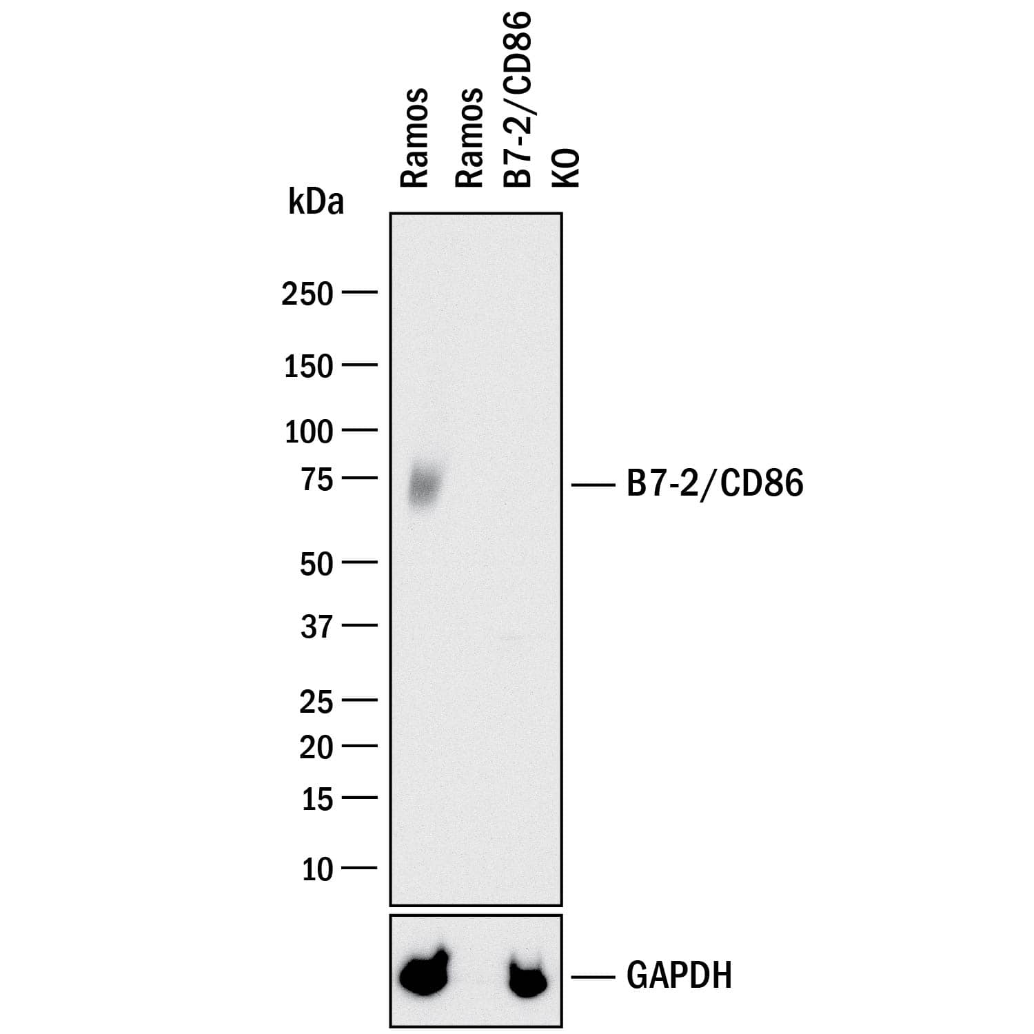 Western Blot Shows Human B7-2/CD86 Antibody Specificity by Using Knockout Cell Line.