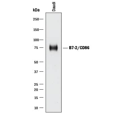 Detection of Human B7-2/CD86 antibody by Western Blot.