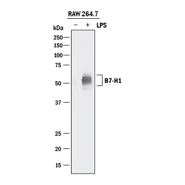 Detection of Mouse PD-L1/B7-H1 antibody by Western Blot.