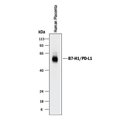 Detection of Human PD-L1/B7-H1 antibody by Western Blot.