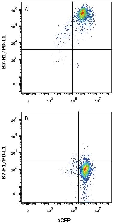Detection of PD-L1/B7-H1 antibody in HEK293 Human Cell Line Transfected with Mouse PD-L1/B7-H1 and eGFP antibody by Flow Cytometry.
