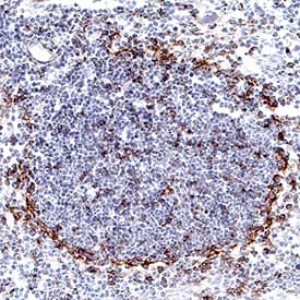 PD-L1/B7-H1 antibody in Mouse Thymus by Immunohistochemistry (IHC-Fr).