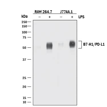 Detection of Mouse PD-L1/B7-H1 antibody by Western Blot.