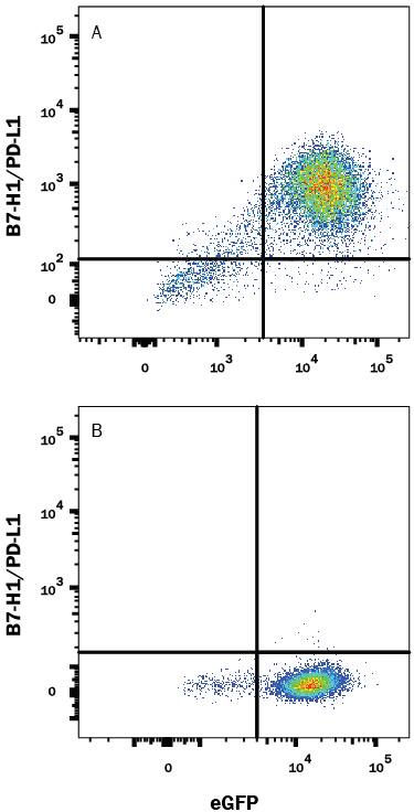 Detection of PD-L1/B7-H1 antibody in HEK293 Human Cell Line Transfected with Mouse PD-L1/B7-H1 and eGFP antibody by Flow Cytometry.