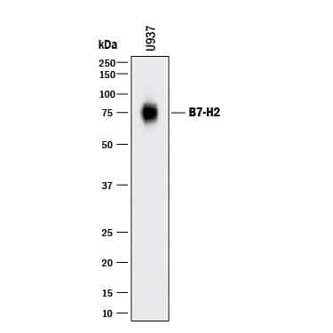 Detection of B7-H2 antibody by Western Blot.