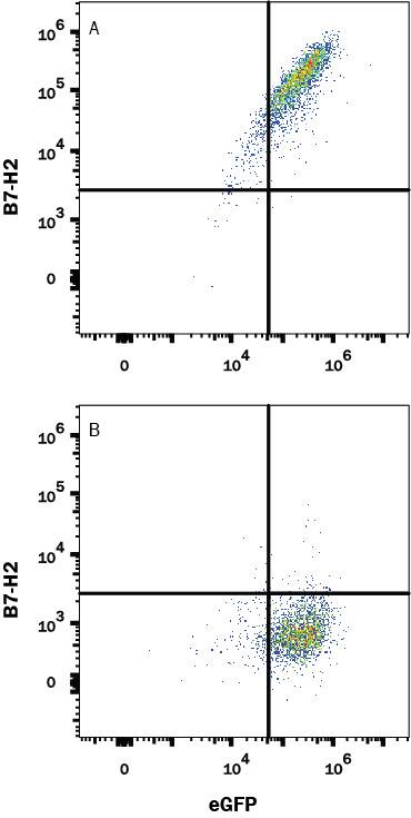 Detection of Mouse B7-H2 antibody in HEK293 Human Cell Line Transfected with Mouse B7-H2 and eGFP antibody by Flow Cytometry.