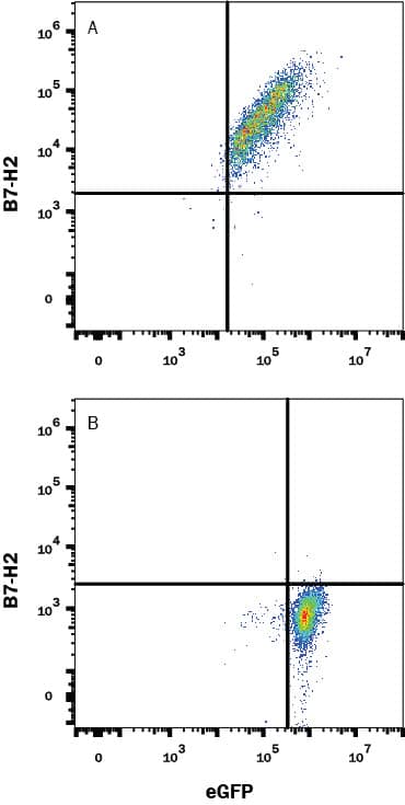 Detection of B7-H2 antibody in HEK293 Human Cell Line Transfected with Mouse B7-H2 and eGFP antibody by Flow Cytometry.