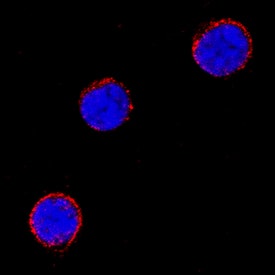B7-H2 antibody in Mouse Splenocytes by Immunocytochemistry (ICC).