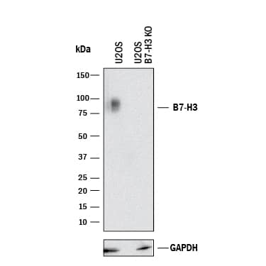 Western Blot Shows Human B7‑H3 Specificity by Using Knockout Cell Line. Western Blot Shows Human B7-H3 Antibody Specificity by Using Knockout Cell Line.