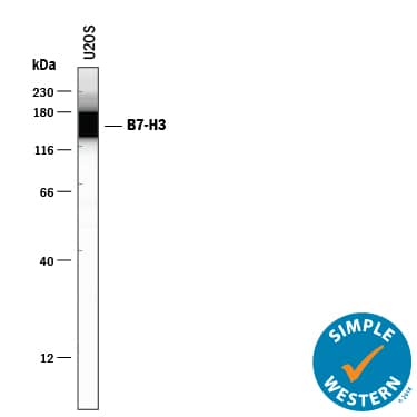Detection of Human B7‑H3 by Simple Western<sup>TM</sup>. Detection of Human B7-H3 antibody by Simple WesternTM.