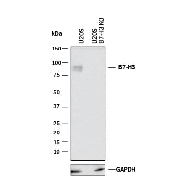 Western Blot Shows Human B7-H3 Antibody Specificity by Using Knockout Cell Line.