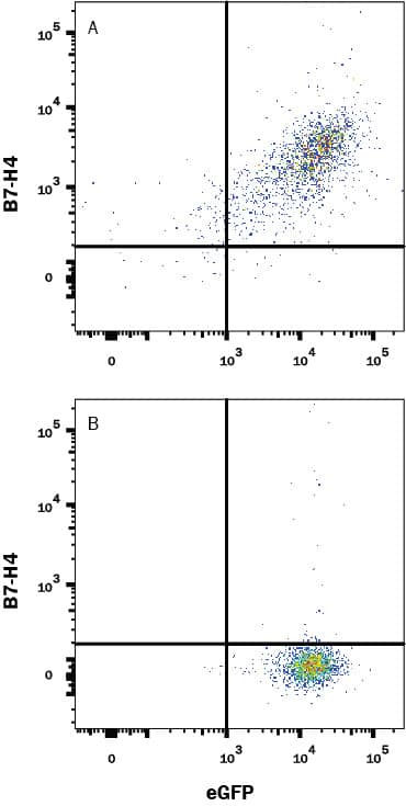 Detection of B7-H4 antibody in HEK293 Human Cell Line Transfected with Mouse B7-H4 and eGFP antibody by Flow Cytometry.