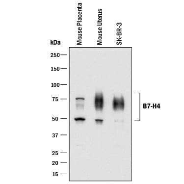 Detection of Mouse and Human B7-H4 antibody by Western Blot.