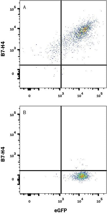 Detection of B7-H4 antibody in HEK293 Human Cell Line Transfected with Mouse B7-H4 and eGFP antibody by Flow Cytometry.