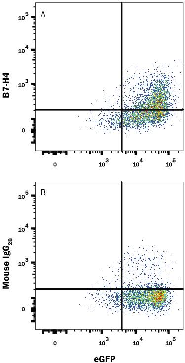 Detection of B7-H4 antibody in HEK293 Human Cell Line Transfected with Human B7-H4 and eGFP antibody by Flow Cytometry.