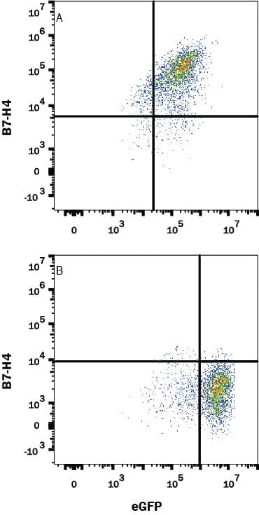 Detection of B7-H4 antibody in HEK293 Human Cell Line Transfected with Mouse B7-H4 and eGFP antibody by Flow Cytometry.
