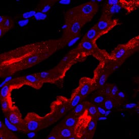 B7-H4 antibody in Mouse Kidney by Immunohistochemistry (IHC-Fr).