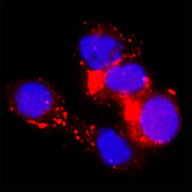 B7-H4 antibody in RAW 264 by Immunocytochemistry (ICC).7 Mouse Cell Line by Immunocytochemistry (ICC).