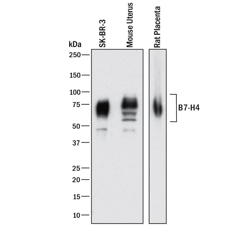 Detection of Human., Mouse, and Rat B7-H4 antibody by Western Blot.