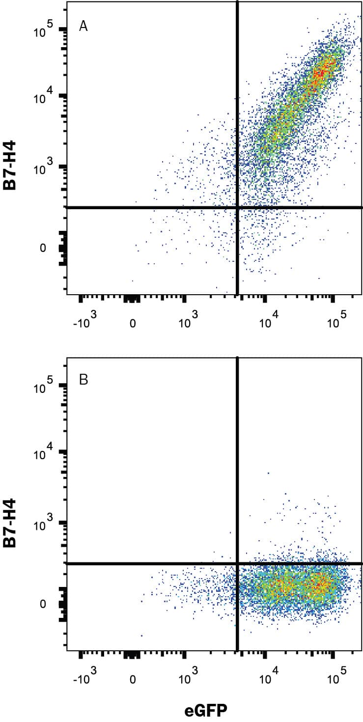 Detection of B7-H4 antibody in HEK293 Human Cell Line Transfected with Human B7-H4 and eGFP antibody by Flow Cytometry.