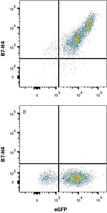 Detection of B7-H4 antibody in HEK293 Human Cell Line Transfected with Human B7-H4 and eGFP antibody by Flow Cytometry.