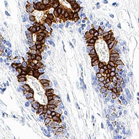 B7-H4 antibody in Human Breast by Immunohistochemistry (IHC-P).