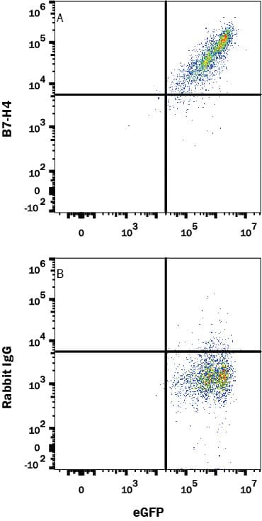 Detection of B7-H4 antibody in HEK293 Human Cell Line Transfected with Human B7-H4 and eGFP antibody by Flow Cytometry.