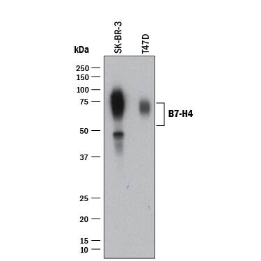 Detection of human B7-H4 antibody by Western Blot.