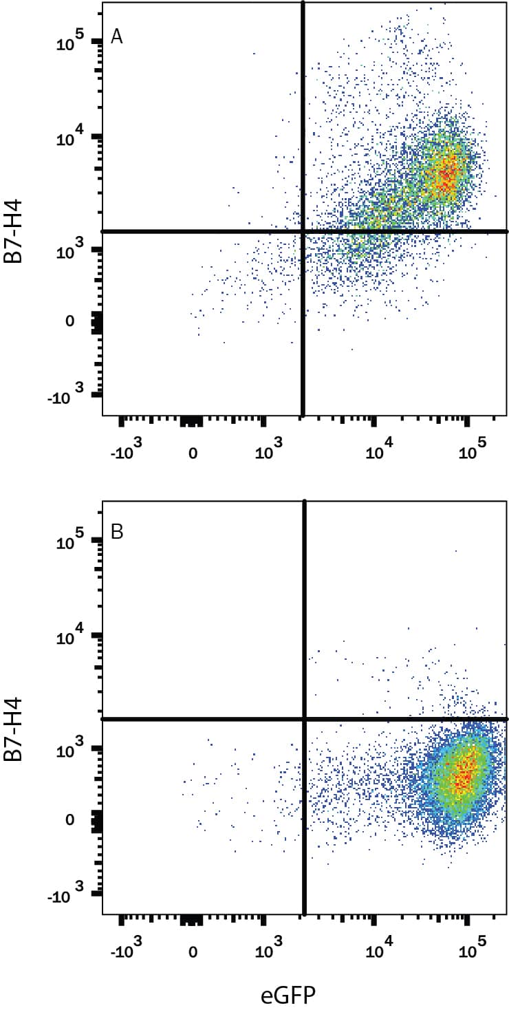 Detection of B7-H4 antibody in HEK293 Human Cell Line Transfected with Human B7-H4 and eGFP antibody by Flow Cytometry.