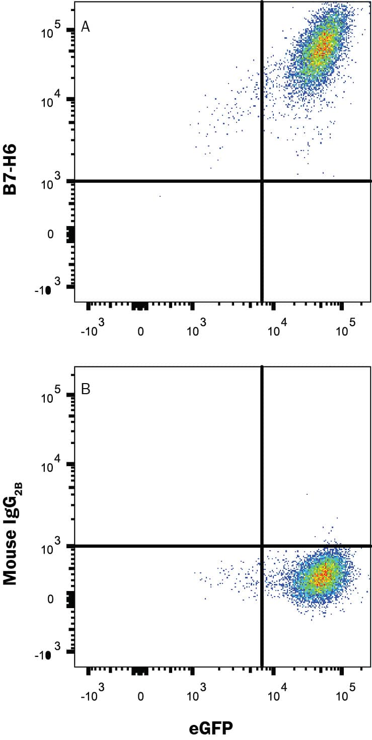 Detection of B7-H6 antibody in HEK293 Human Cell Line Transfected with Cynomologus Monkey B7-H6 and eGFP antibody by Flow Cytometry.