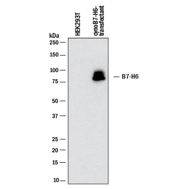 Detection of Cynomolgus Monkey B7-H6 antibody by Western Blot.